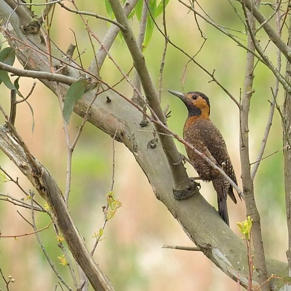 <h3><a href="/trips/salesopolis-2014/biota/animalia/chordata/aves/039 piciformes/009 picidae/colaptes campestris/colaptes campestris-nl.html">Colaptes&nbsp;campestris</a> / Campo&nbsp;flicker / Camposgrondspecht</h3>NIKON D7100 met AF-S Nikkor 300mm f/2.8G IF-ED VR II, 1/320 sec  bij F5.0, ISO 320, afstand 44.6&nbsp;m